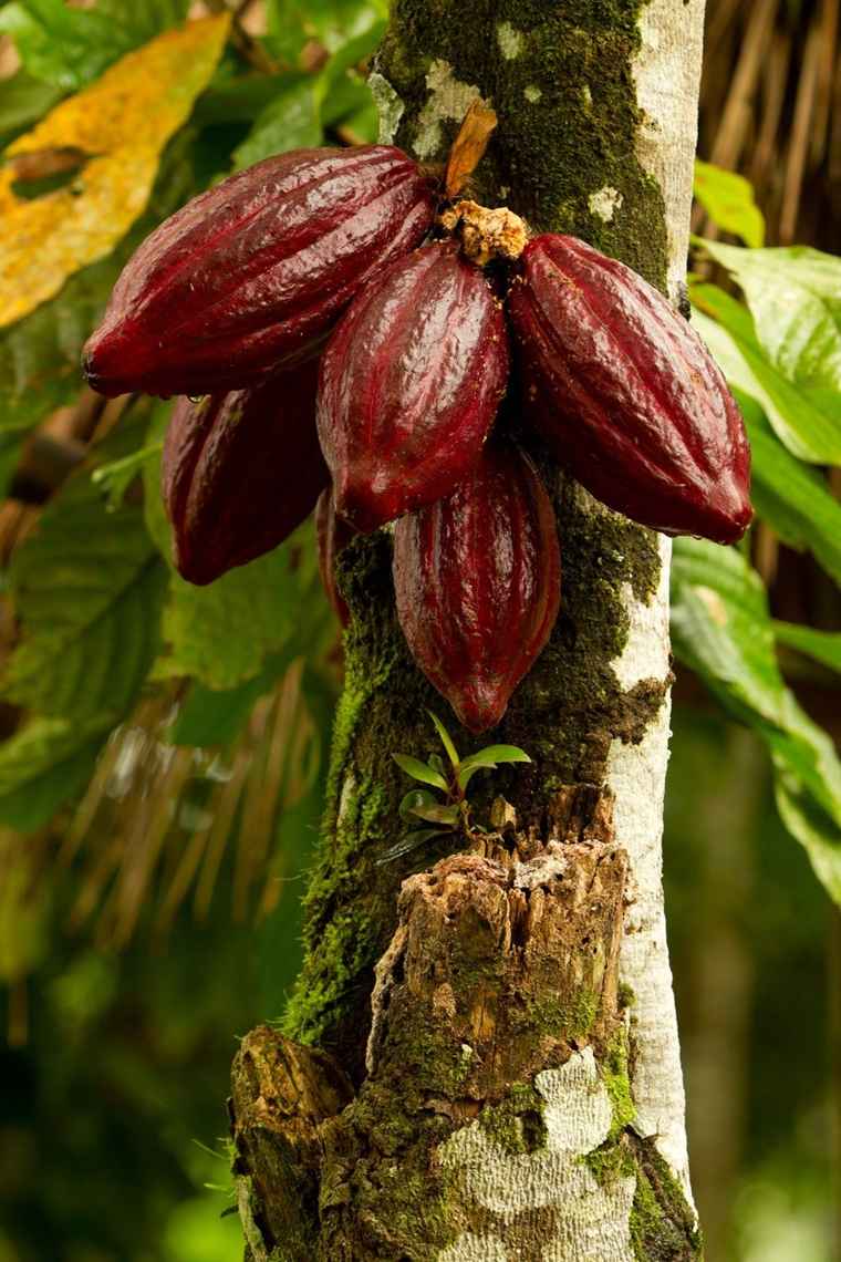 bonne graisse - arbre cacao