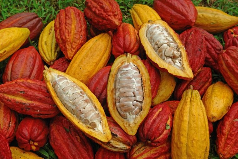 bonne graisse - fruits cacao