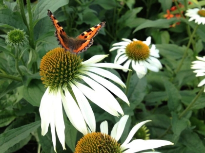 fleurs de jardin ete idees plantes florissantes