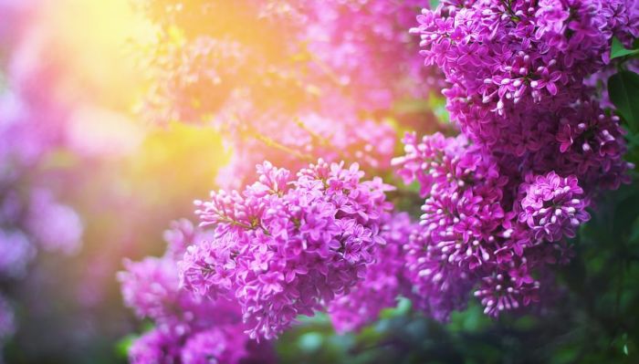 lilas arbuste florissant de jardin