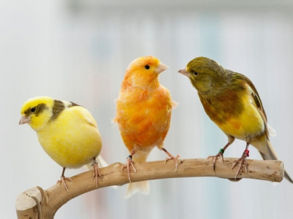 Oiseaux de jardin idées de couleurs pour les attirer