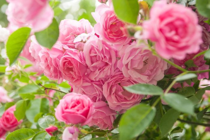 roses de jardin soins
