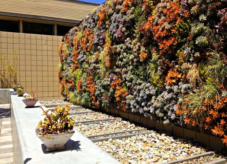 habiller un mur extérieur avec des plantes de couleur différente