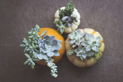 idée déco table automne avec des citrouilles