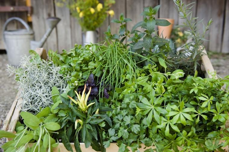 jardin facile avec des plantes vivaces