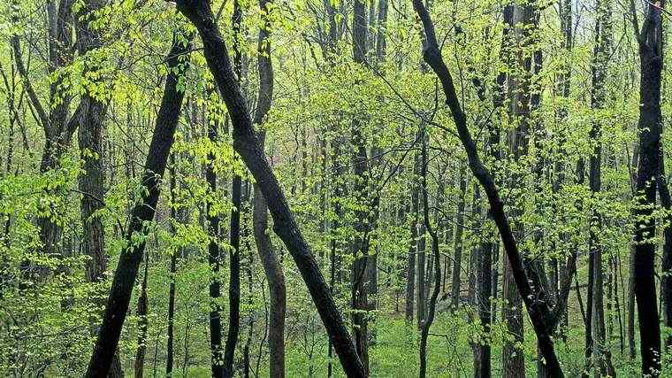 arbres forêt poussant sauvage