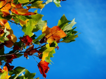 couleurs d’automne idées de déco maison