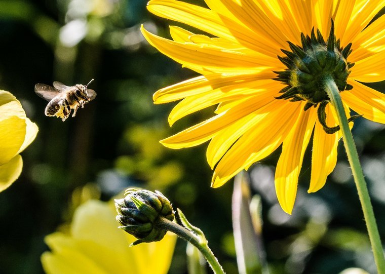 fleurs locales accueillir abeilles Pays Bas