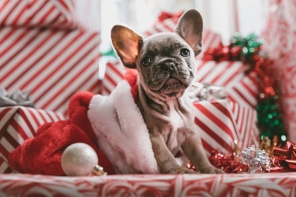 déco noël 2019 originale et un chien mignon