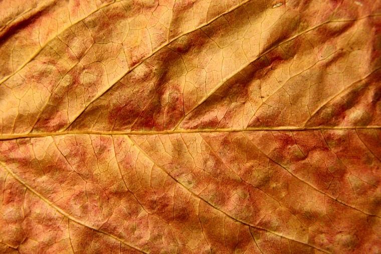 feuilles arbre sèche dorée