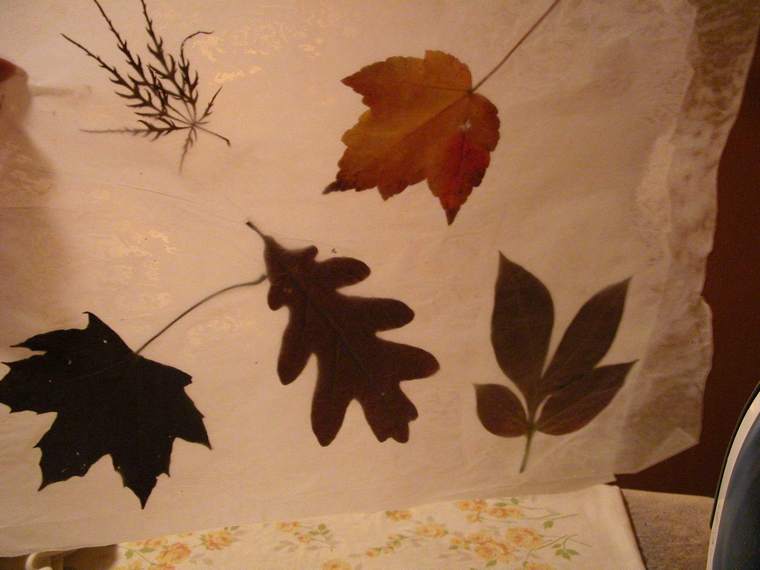 feuilles mortes collées feuille