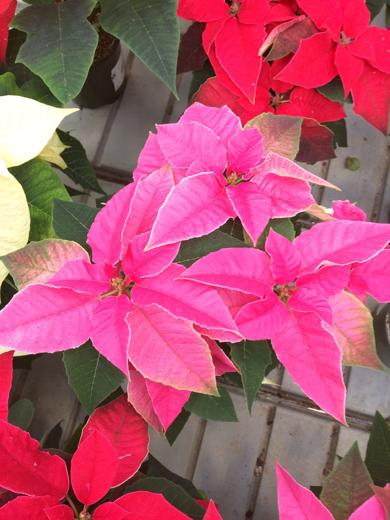 étoile de noël rose