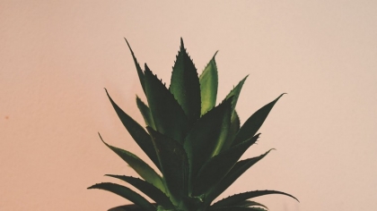 aloe vera photo pexels