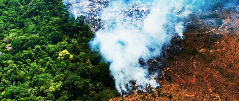 forêts amazoniennes extinction alarmante