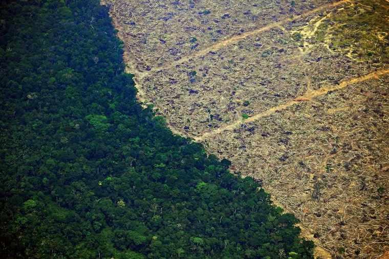 urbanisation agriculture déforestation extinction