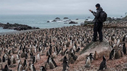 colonie de penguins réchauffement climatique