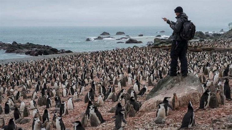 colonie de penguins réchauffement climatique