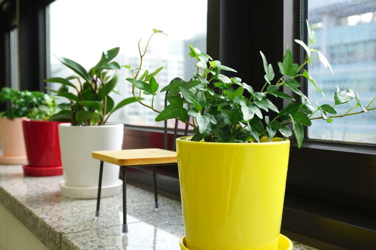idées de déco avec plantes pour bureau 