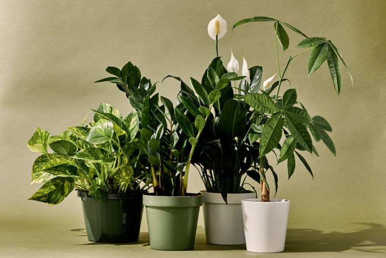 plantes pour bureau 