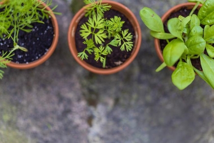 potager cuisine rangement astuce pot