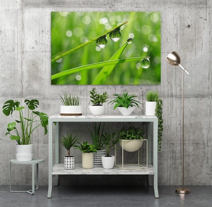 plantes en pot