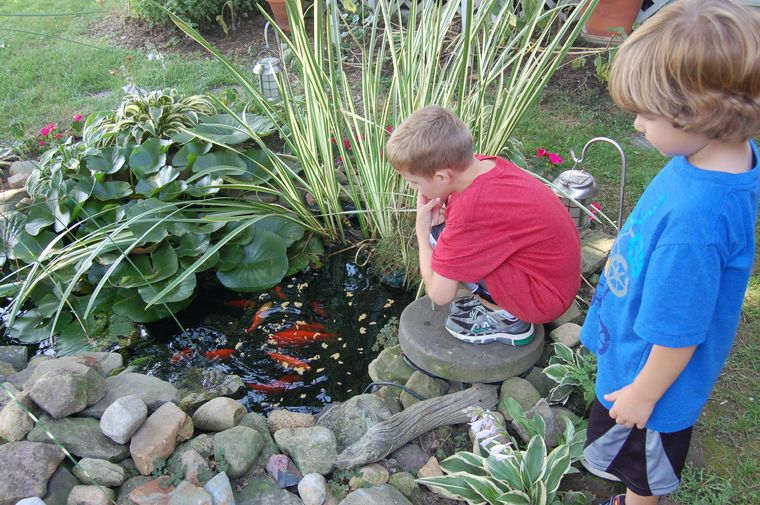 bassin de jardin poisson