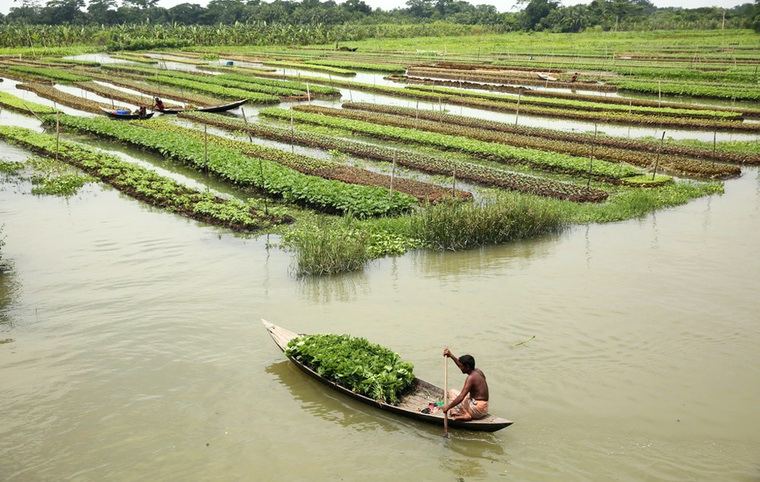 jardin flottant bangladesh
