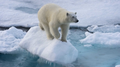 ours polaire changement climatique