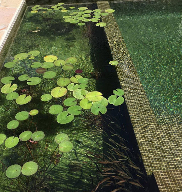 végétation piscine biologique éviter contamination