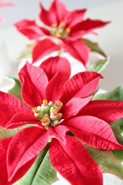 poinsettia ou étoile de Noël entretien