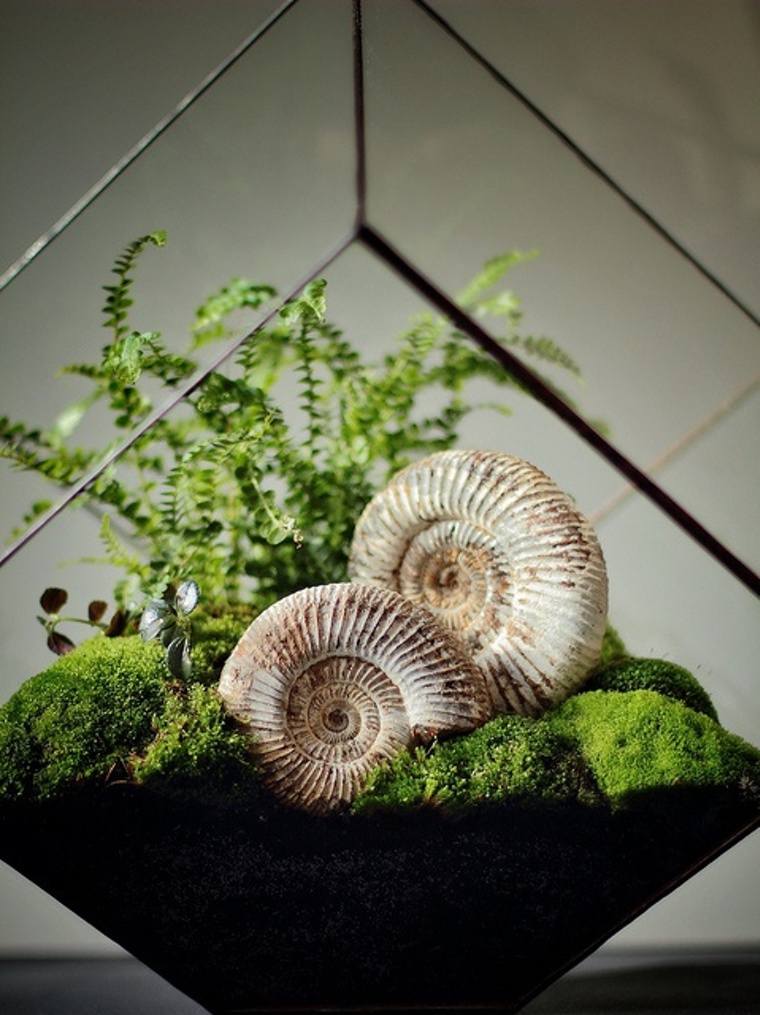 coquillage terrarium projet plantes