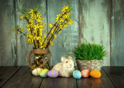 lapin pâques pot le blé en herbe