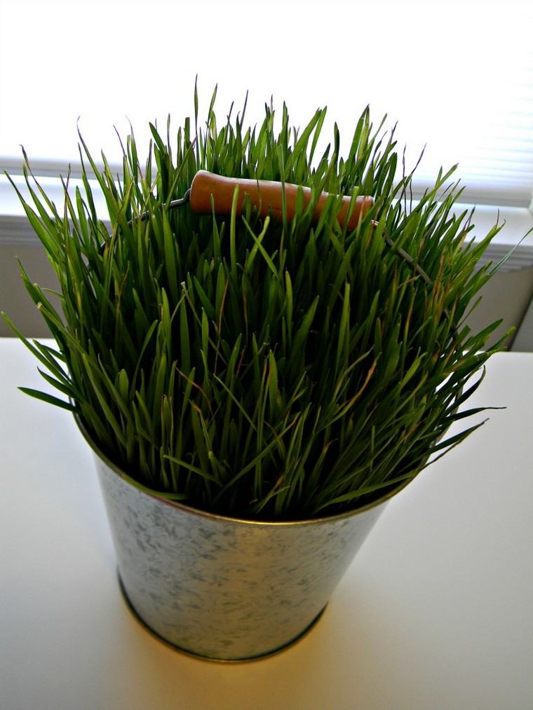 le blé en herbe pot