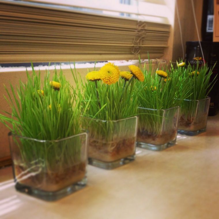 petits vases carrés herbe blé