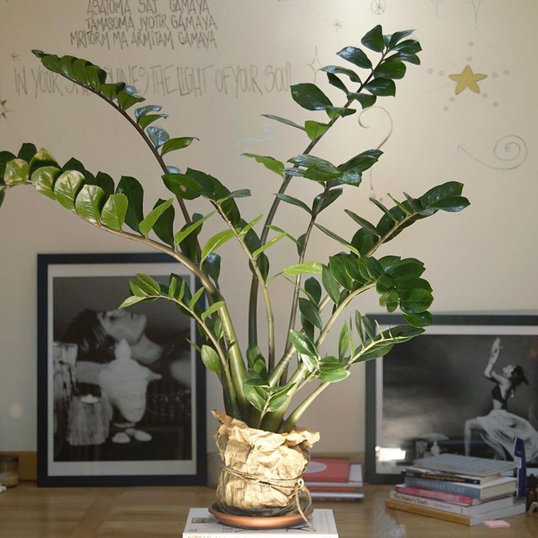 plante ZZ comme plantes pour appartement 