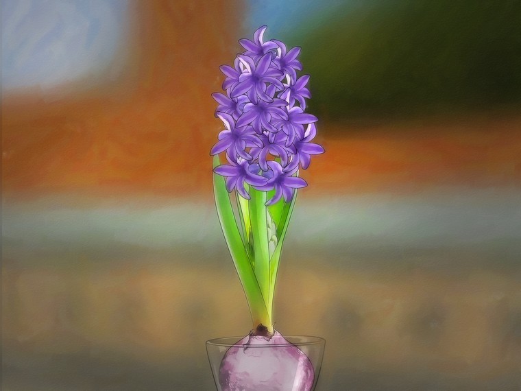 bulbe la jacinthe couleur lilas