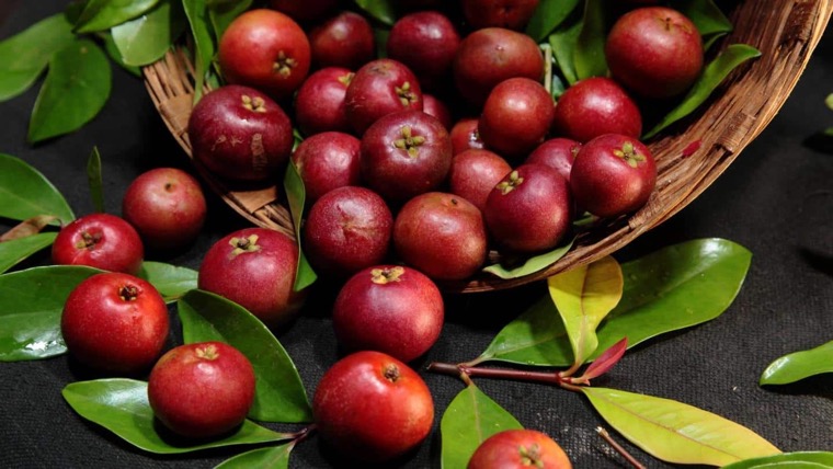 kokum fruits rouges arbre inde