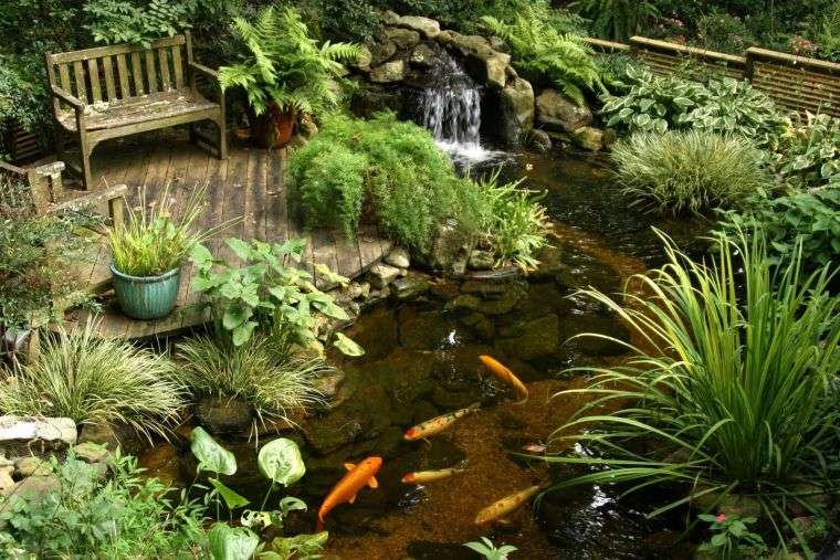 bassin de jardin avec poissons Koi