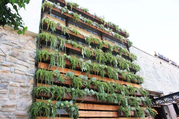 aménagement de mur végétal extérieur 
