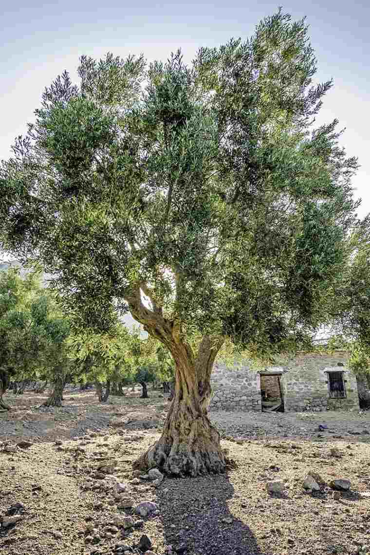 olivier sans olive déco pour le jardin 