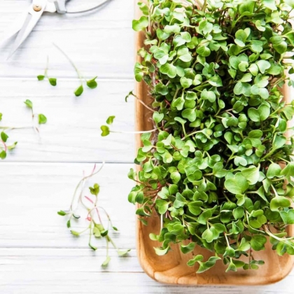 avoir des légumes en pot