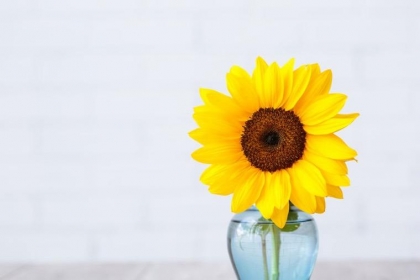 tournesol dans un vase