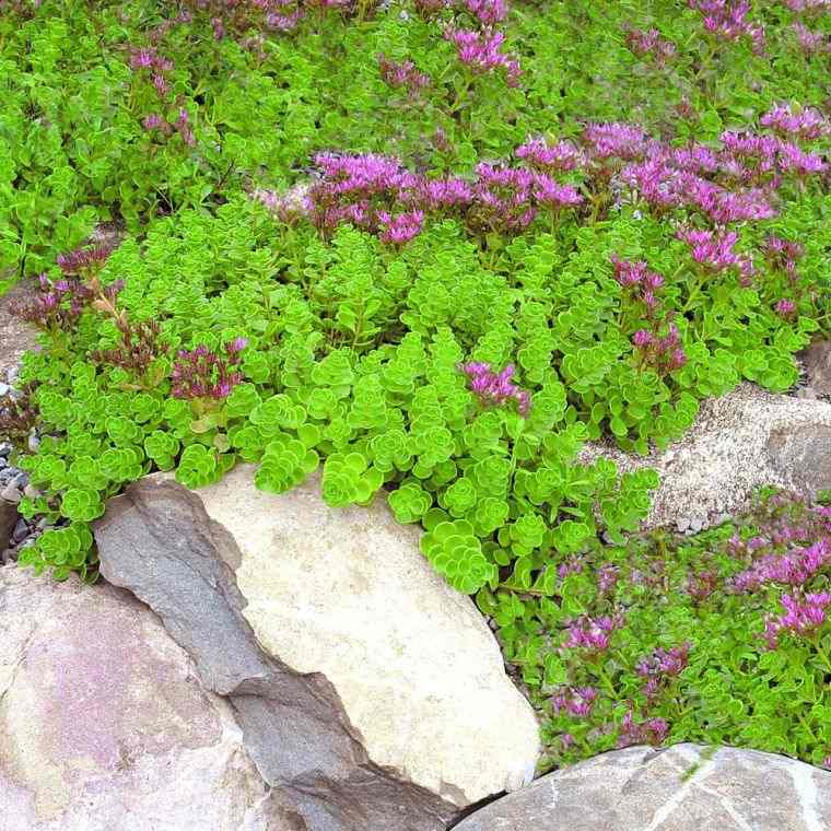 plantes de rocaille : le Sédum