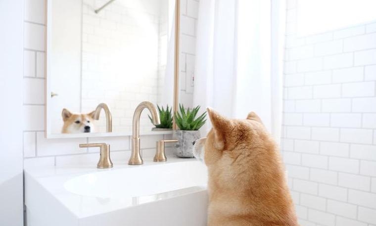 chien miroir salle de bain