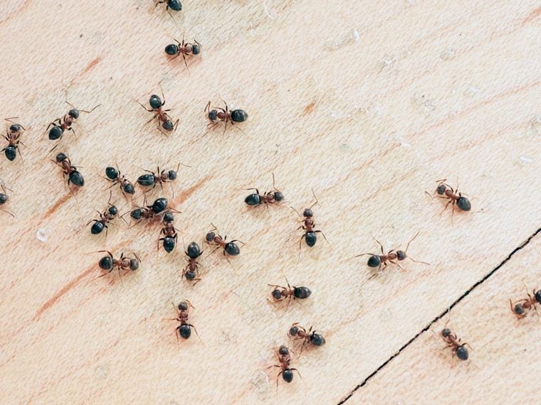 fourmis maison se débarasser