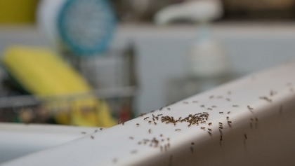 infestation fourmis maison situation