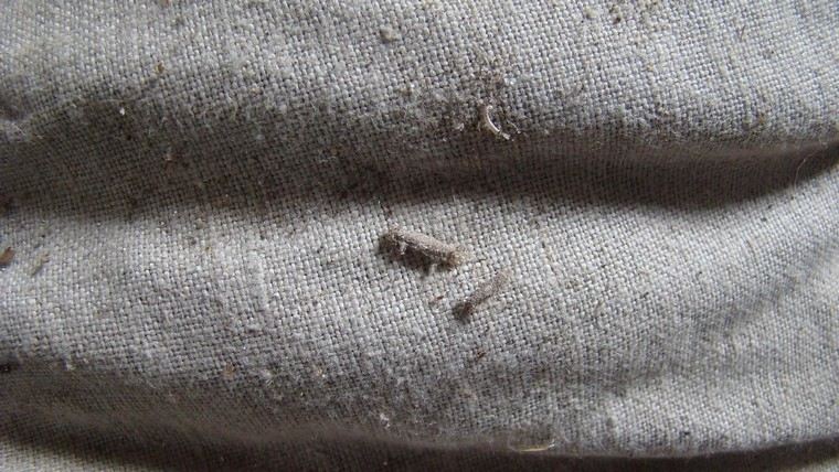 mites larves détruisant vêtements