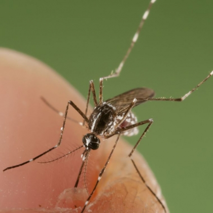 piqûre de moustique que faire