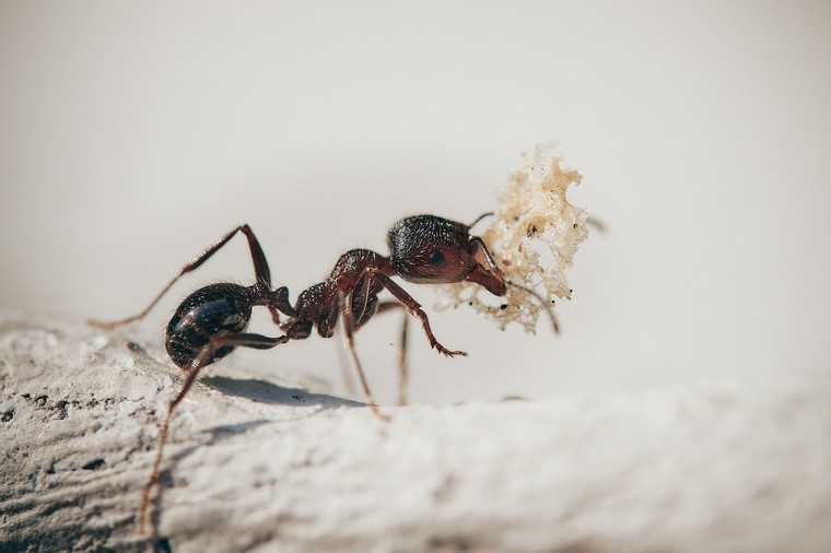 savoir comment traîter situation fourmis maison