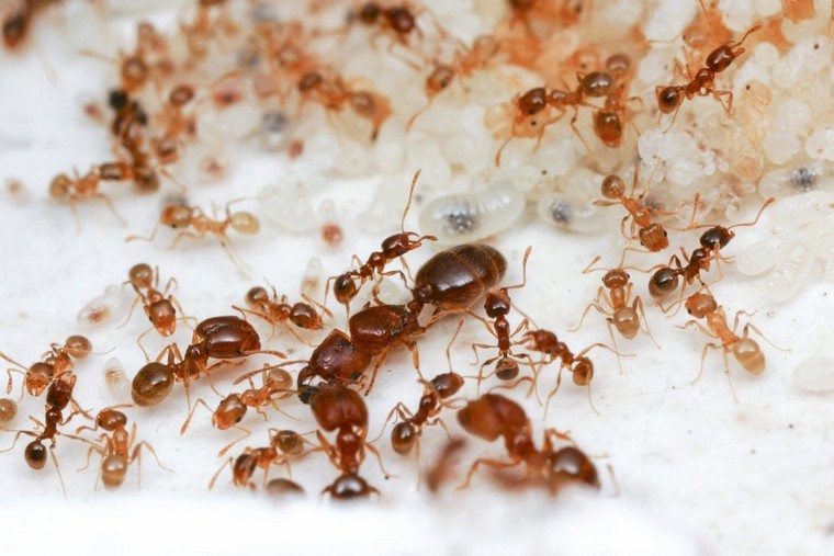 suivre conseils chasser fourmis maison